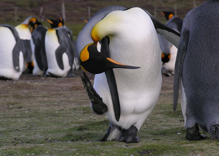 King Penguin enjoying a good scratch at Volunteer Point