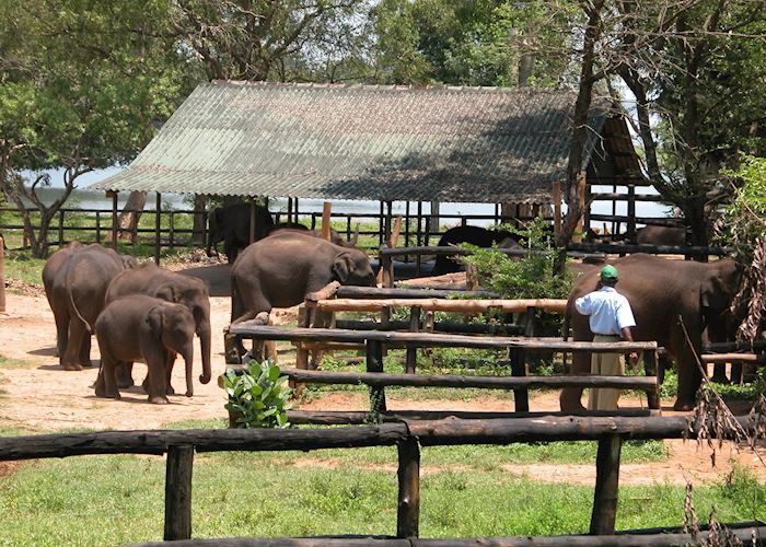 Elephant Transit Home, Uda Walawe