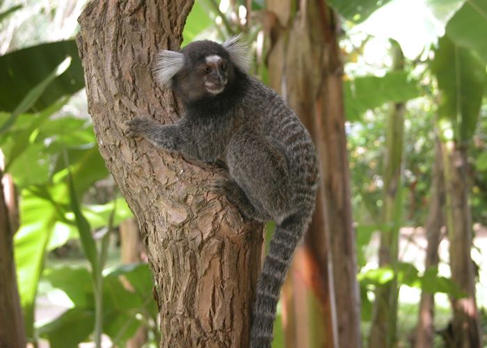 Monkey, Bahia, Brazil