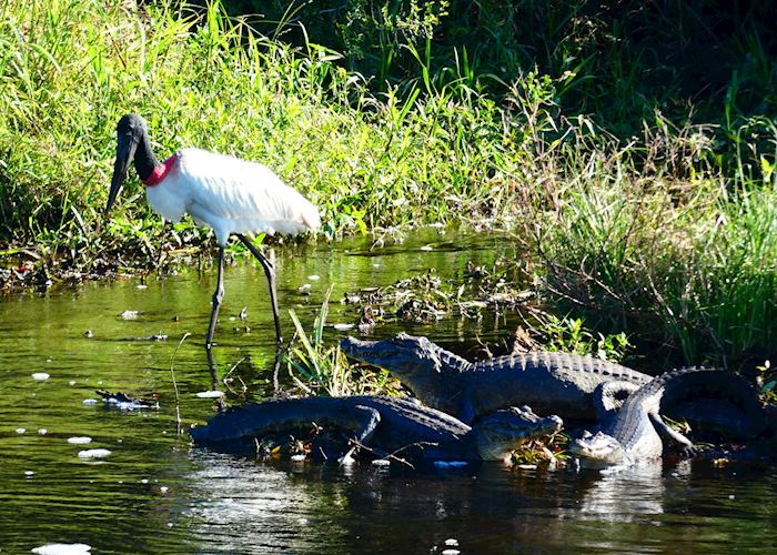 Jabiru Stork with lurking Caiman