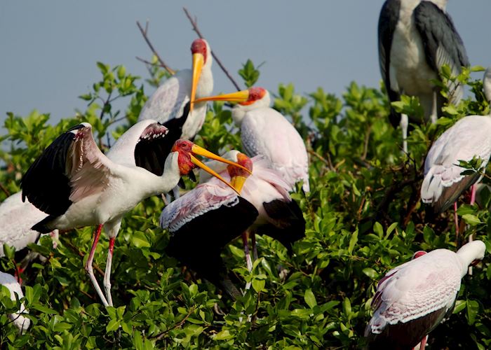 Storks in the heronry, Okavango Delta