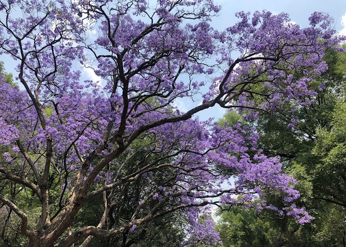 Jacaranda tree in Mexico City 