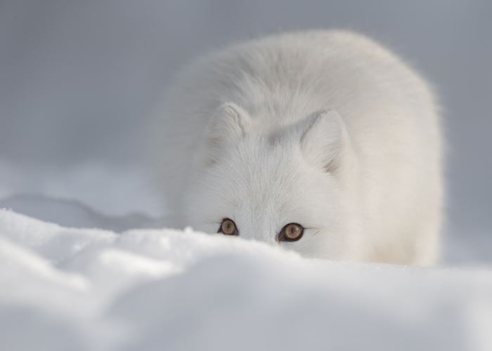Arctic fox
