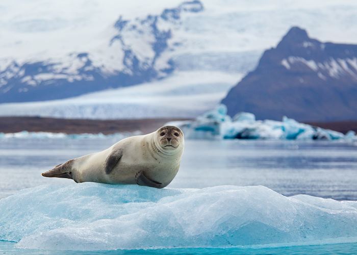 Jökulsárlón seal