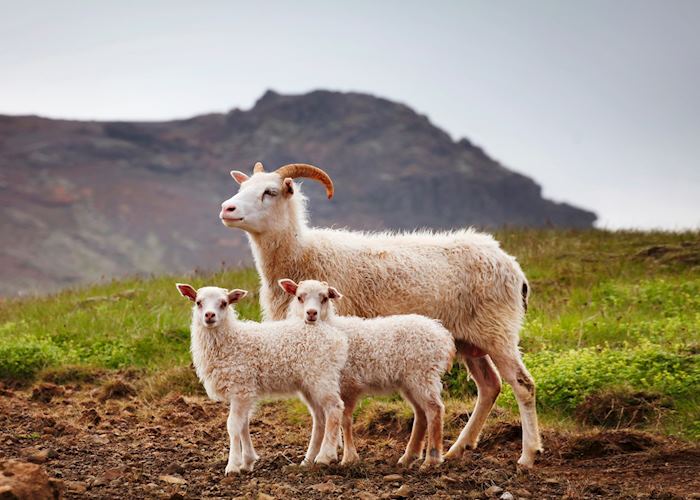 Icelandic sheep