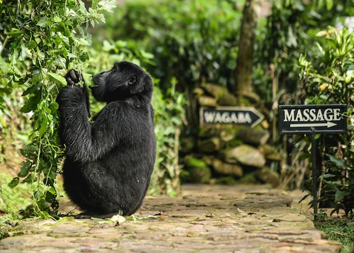 Gorilla visiting Bwindi Lodge