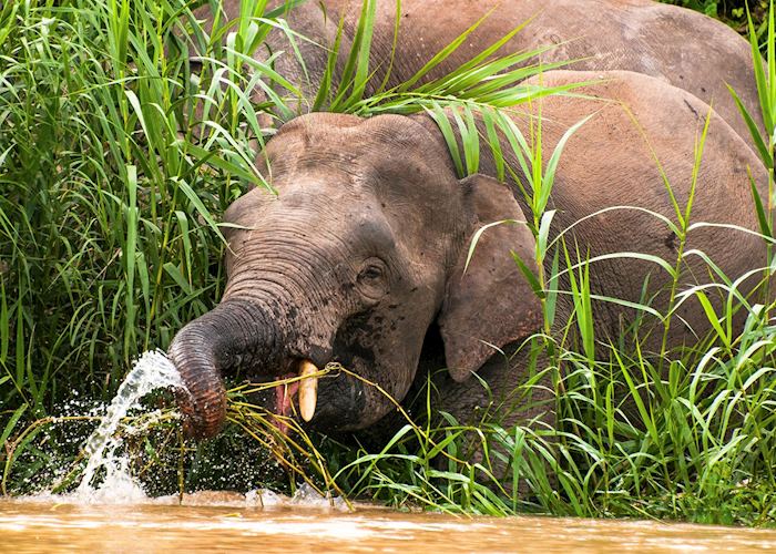 Pygmy elephant on the banks of the Kinabatangan River