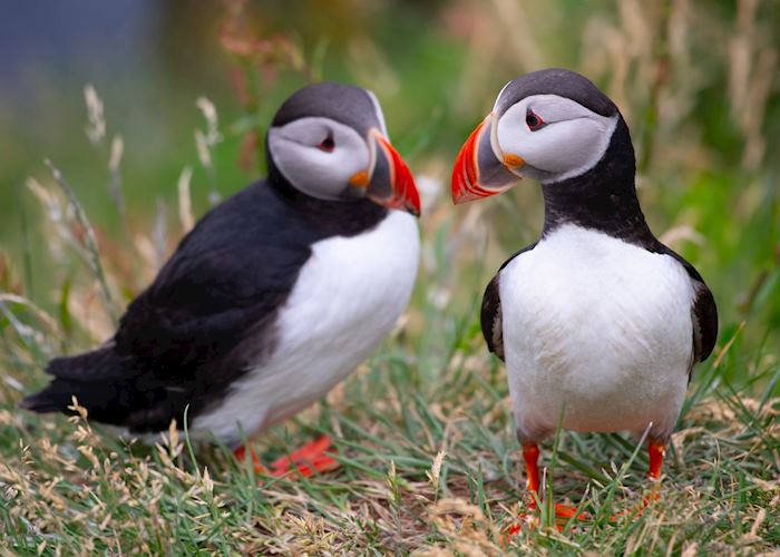 Puffins