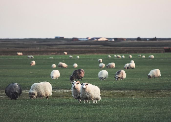 Sheep farm in West Iceland