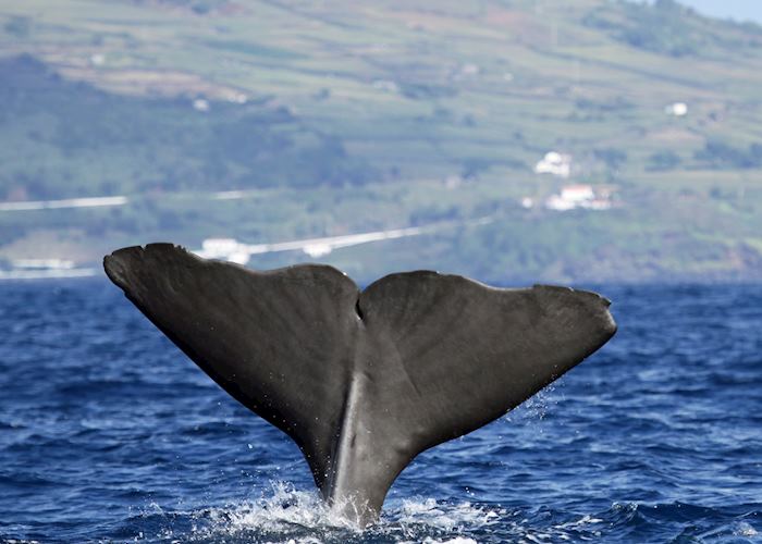 Sperm whale, Pico