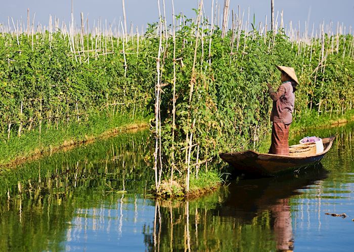 Floating vegetable gardens, Inle Lake