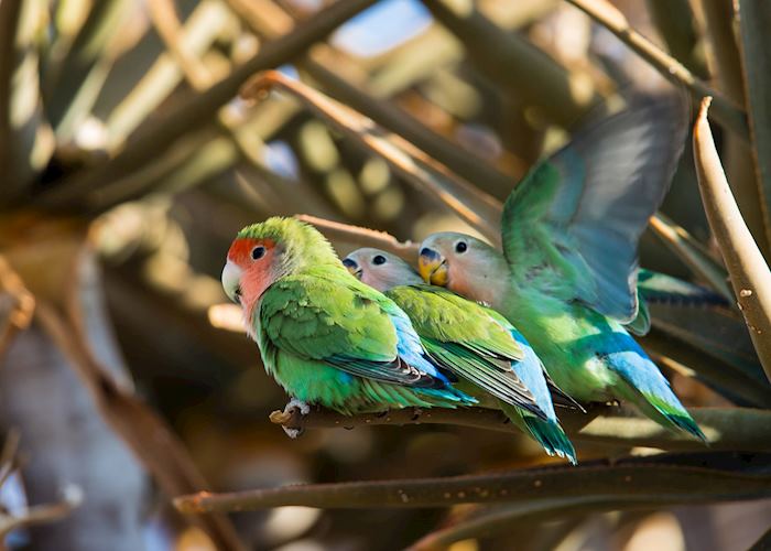 Rosy-faced lovebirds