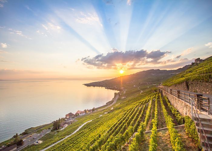 Vineyards of Lavaux on Lake Geneva