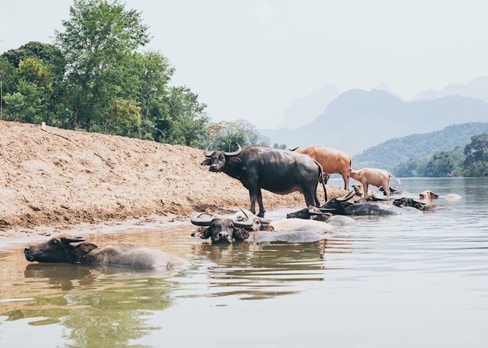Water buffalo in Nong Khiaw
