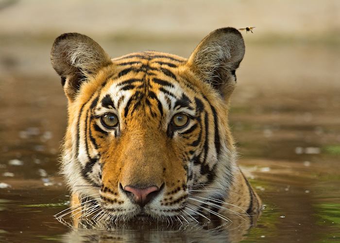 Tiger in Ranthambore National Park