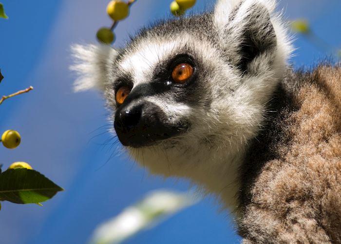Ring tailed lemur, Madagascar