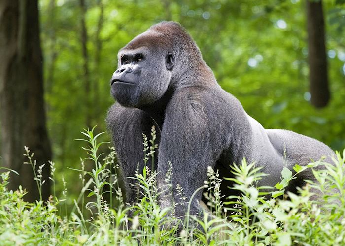 Silverback gorilla in Uganda