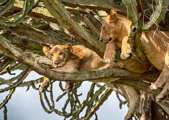 Climbing lions in Ishasha