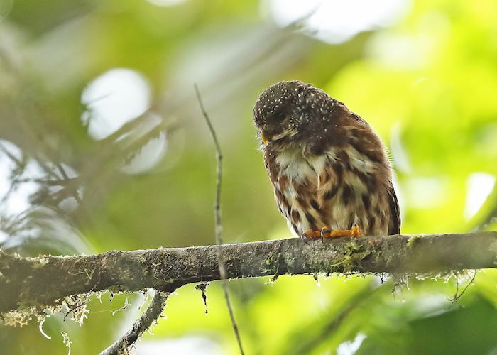 Pygmy owl in the Mindo Cloudforest