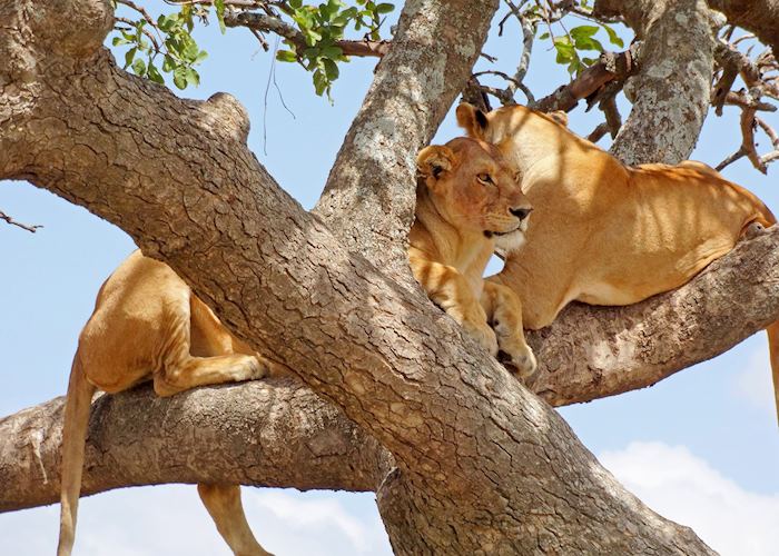 Tree-climbing lions in Lake Manyara