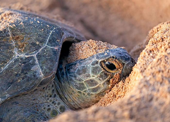 Turtle nesting at Ras Al Jinz