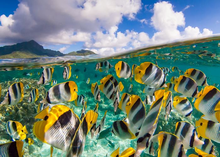 Snorkeling in French Polynesia