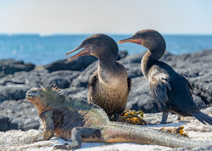 Flightless cormorants on Fernandina Island