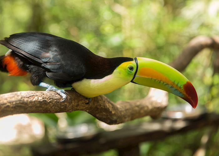 Keel-billed toucan