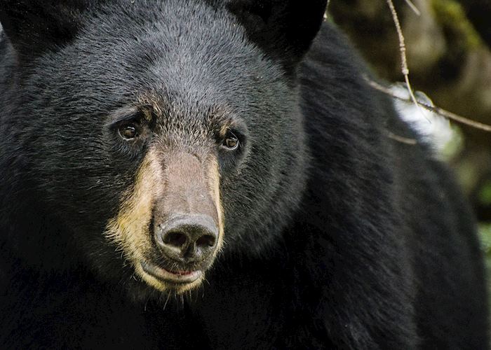 Black bear in Alaska