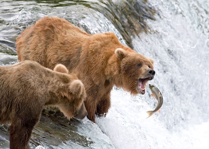 Brown bears at Brooks Falls