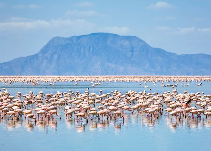 Flamingos on Lake Natron