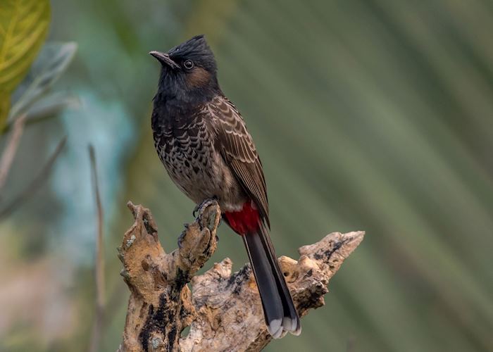 Red-vented bulbul in Sinharaja Biosphere
