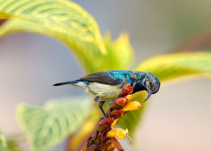 Sunbird in Rwanda