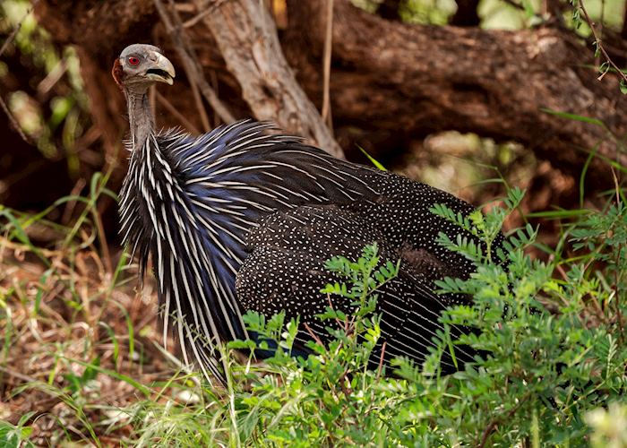 Vulturine guineafowl in Samburu National Reserve