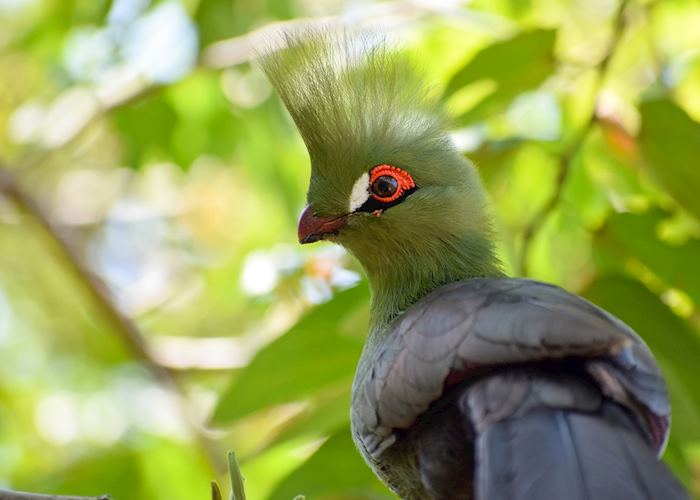 Livingstone's turaco