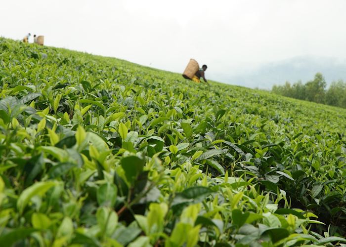 Tea plantation in Malawi