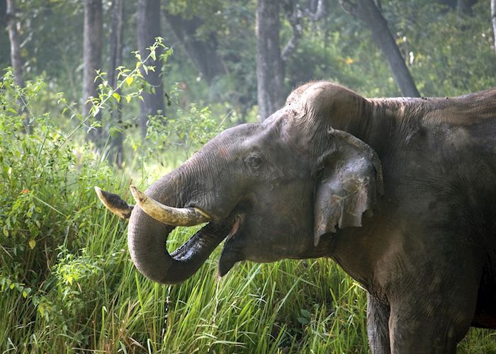 Elephant in Nagarhole National Park