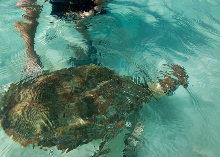 Turtle in Barbados