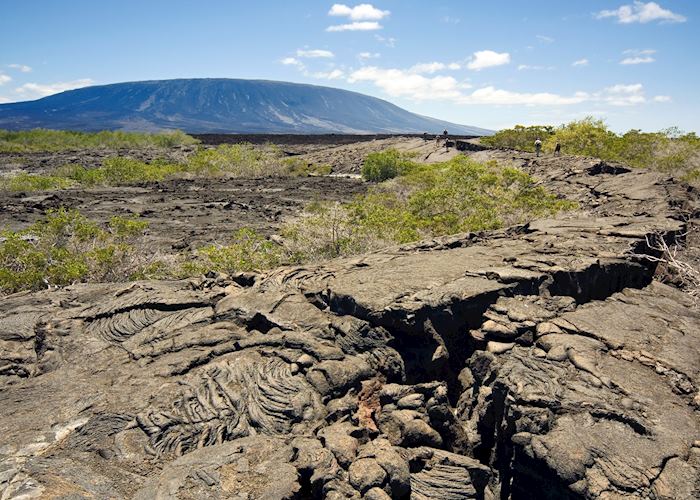 Lava field on Fernandina Island