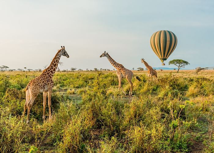 Serengeti hot-air balloon safari