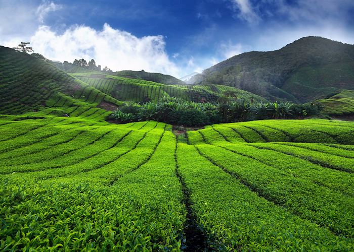 Tea plantation in the Cameron Highlands