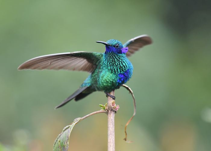 Sparkling violetear, Ecuador