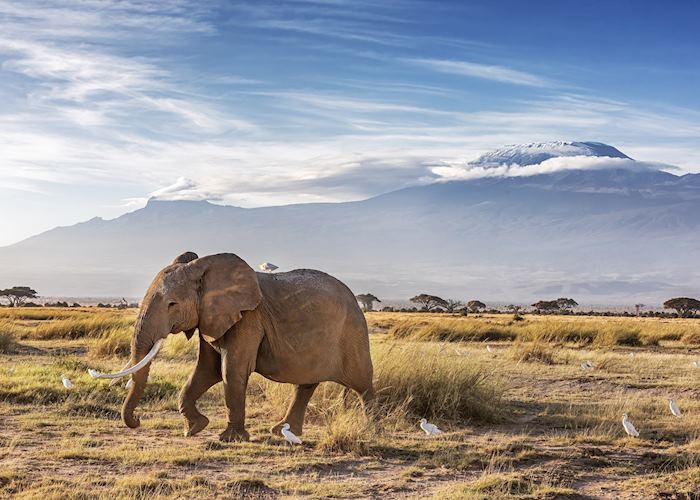 Amboseli National Park, Kenya