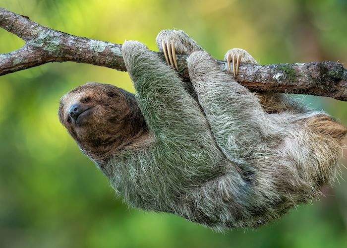 Brown-throated sloth, Pacaya Samiria Reserve