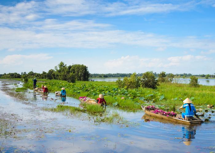 Farmers rowing in a lotus field, Mekong Delta