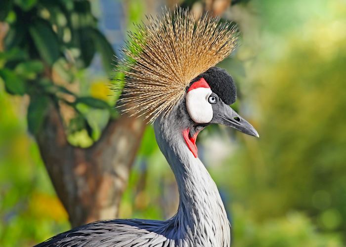 Grey crowned crane, Lake Kivu