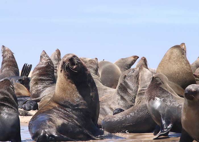 Pelican Point sea safari  - Walvis Bay - Namibia