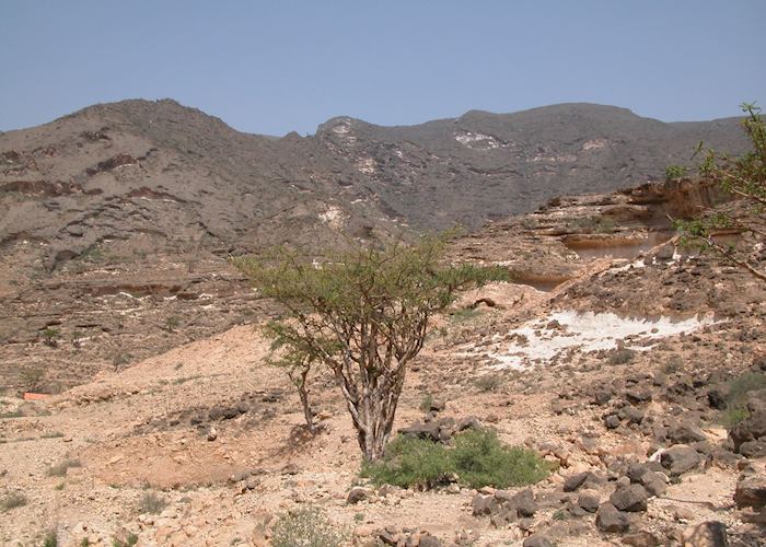Frankincense Tree, Dhofar Province