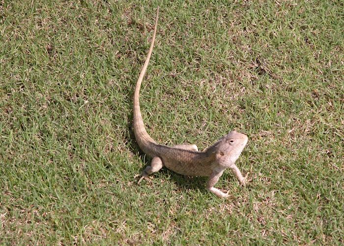 Lizard, Salalah