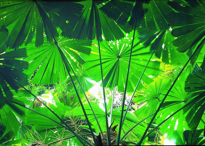 Daintree & Cape Tribulation, Australia